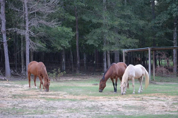 Τρία Άλογα Που Βόσκουν Ένα Πεδίο — Φωτογραφία Αρχείου