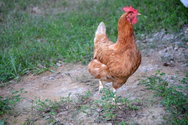 Pollo Granja — Foto de Stock