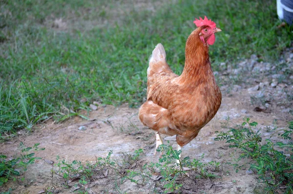 Pollo Granja — Foto de Stock