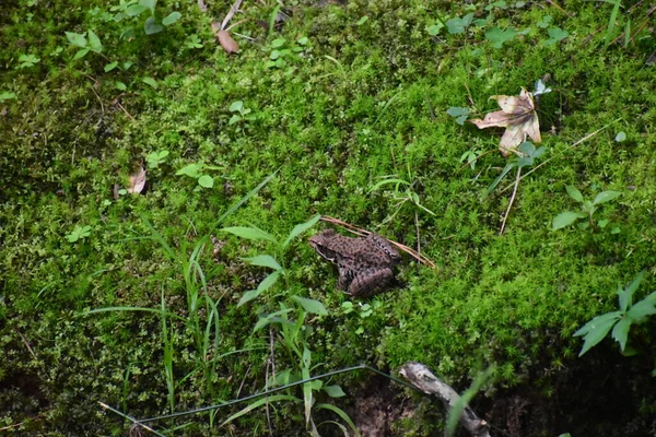 Ein Frosch Sitzt Auf Einem Bett Aus Grünem Moos — Stockfoto