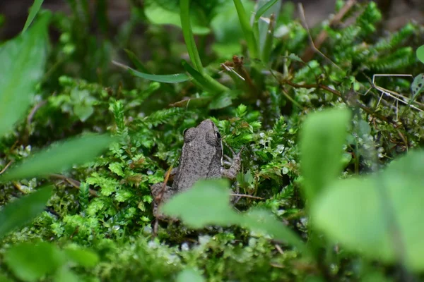 Une Grenouille Assise Sur Lit Mousse Verte — Photo