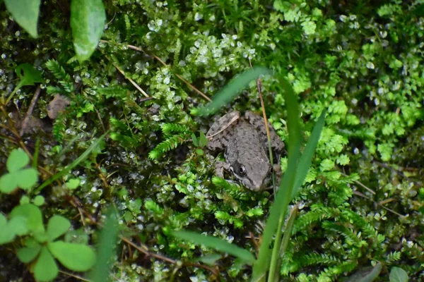 Лягушка Сидящая Ложе Зеленого Мха — стоковое фото