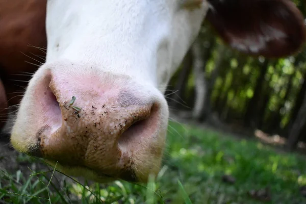 Close Cow Snout — Foto de Stock