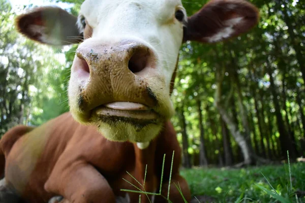 Close Cow Snout — Foto Stock