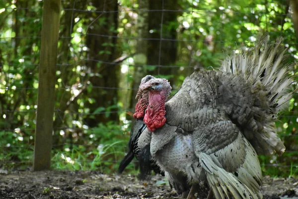 Kalkun Sebuah Peternakan Mississippi — Stok Foto