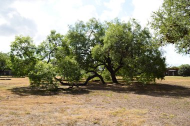 Teksas 'ta büyük bir meşe ağacı.