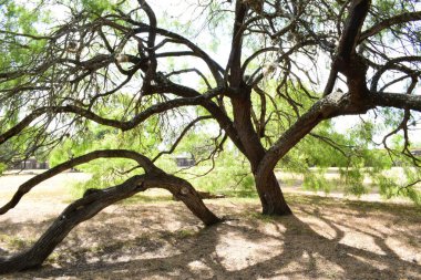 a large live oak in Texas