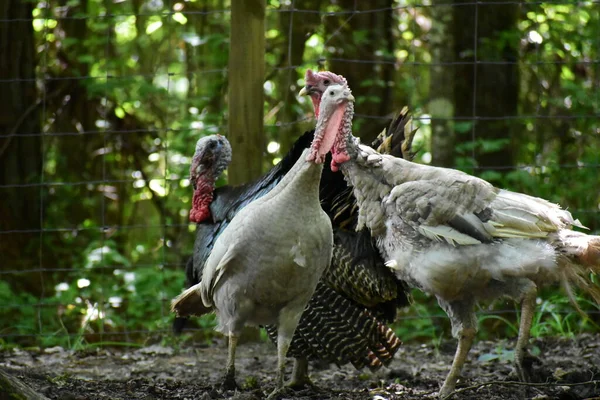 Pavo Una Granja Mississippi — Foto de Stock