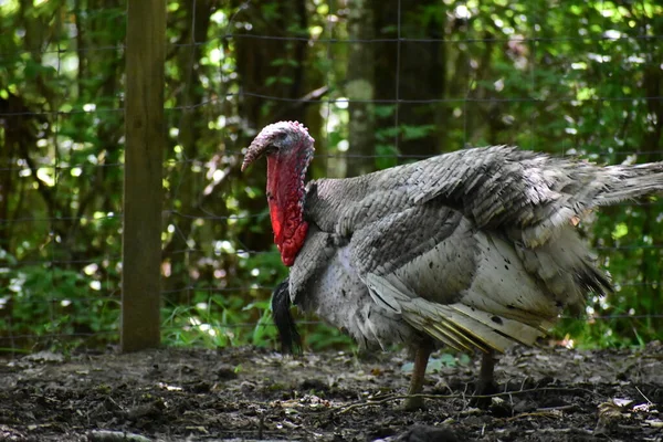 Turkeys Farm Mississippi — Stock Photo, Image