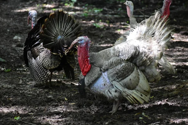 Turkeys Farm Mississippi — Fotografia de Stock