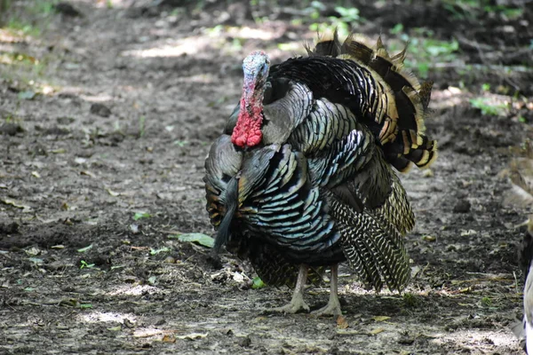 Turkeys Farm Mississippi — Zdjęcie stockowe