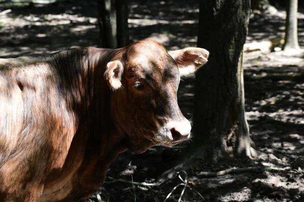 Closeup Shot Brown Cow Farm — Stok fotoğraf