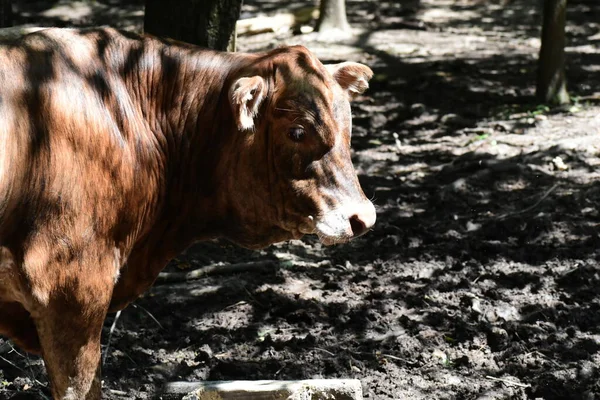 Detailní Záběr Hnědé Krávy Farmě — Stock fotografie