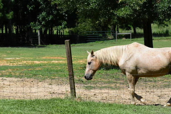 Cavallo Bianco Una Fattoria Nel Mississippi — Foto Stock