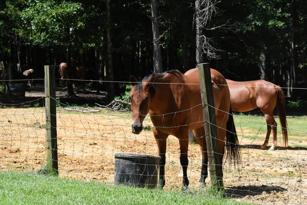 Cavalli Una Fattoria Nel Mississippi — Foto Stock
