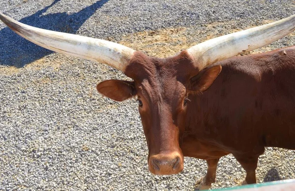 a steer on a farm in Mississippi