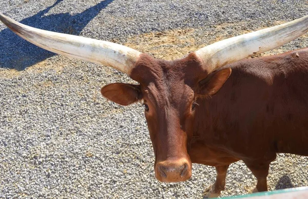 Steer Farm Mississippi — Stock Photo, Image