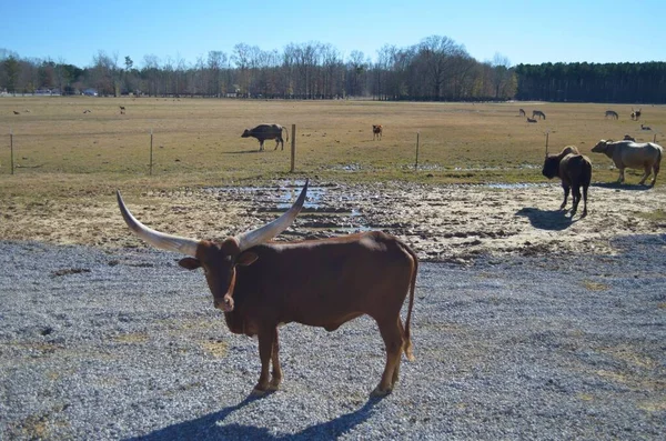 Longhorn Cattle Farm Mississippi — Stock Fotó