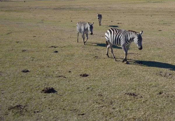 Burchell Zebra Zoo Mississippi — Stock Photo, Image