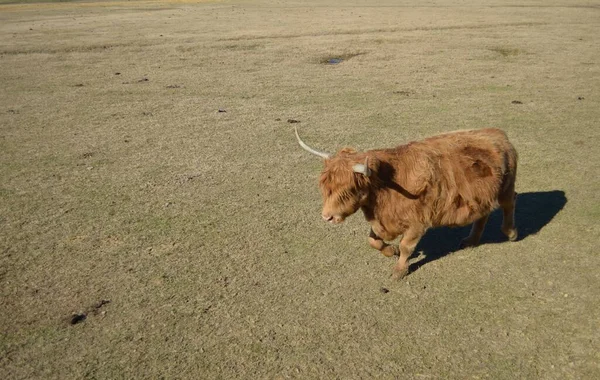 Vaca Planalto Escocês Caminhar Através Campo — Fotografia de Stock