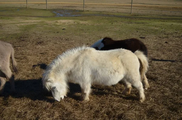 Dwarf Miniature Horses Farm Mississippi — Stock Fotó
