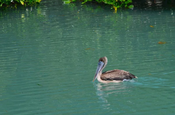 Caribbean Brown Pelican Floating Water — Stockfoto