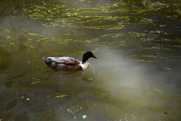 Ducks Swimming San Antonio River — Photo