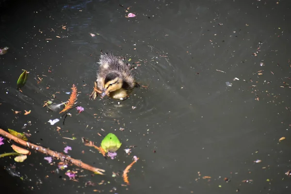 A duckling swimming in the San Antonio River