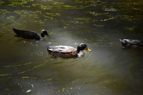 Canards Nageant Dans Eau — Photo