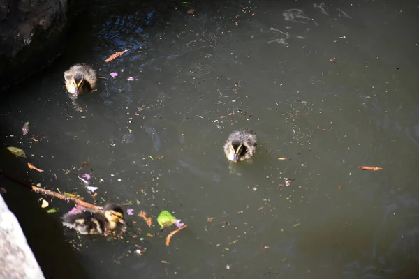 Duckling Swimming San Antonio River — 스톡 사진