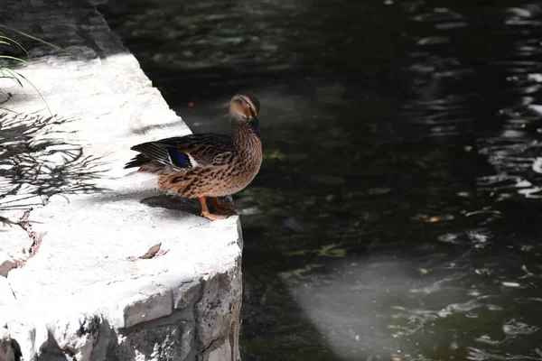 Female Mallard Duck Standing San Antonio River — Fotografia de Stock