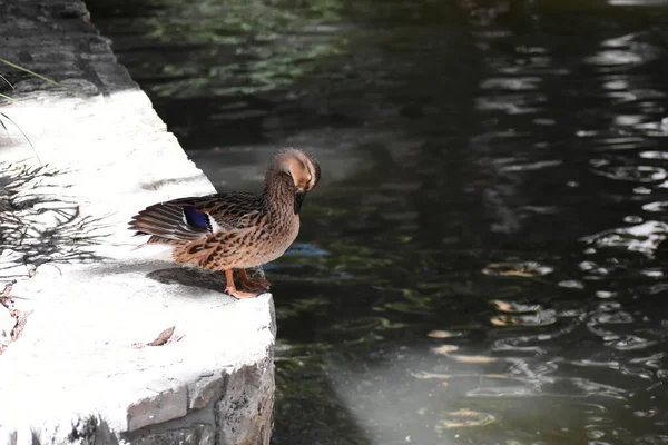 Female Mallard Duck Standing San Antonio River — Fotografia de Stock