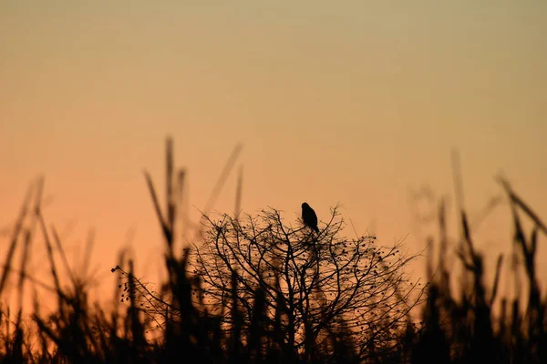 silhouette of a bird perched in a tree at sunset