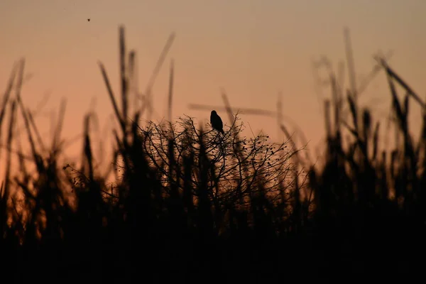 silhouette of a bird perched in a tree at sunset