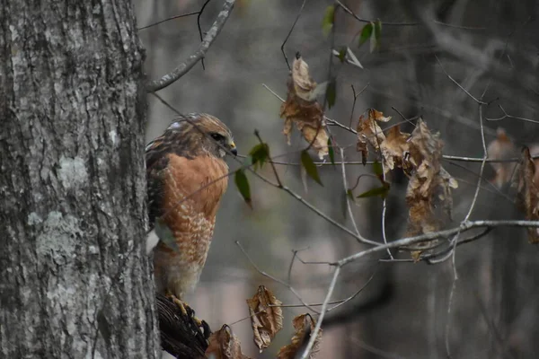 A Red-Shouldered Hawk in the forest of Mississippi