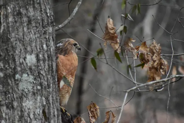 Red Shouldered Hawk Forest Mississippi — Photo