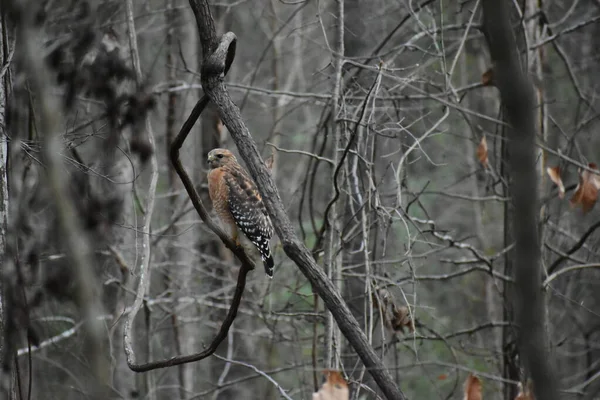 Red Shouldered Hawk Forest Mississippi — Stok fotoğraf