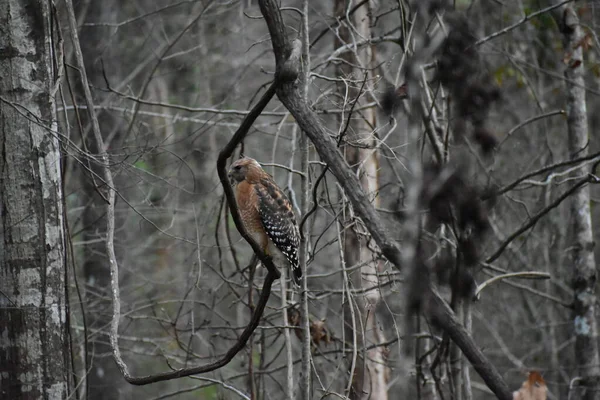 Red Shouldered Hawk Forest Mississippi — Fotografia de Stock