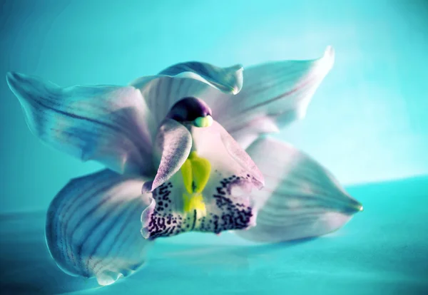 Orchid — Stock Photo, Image