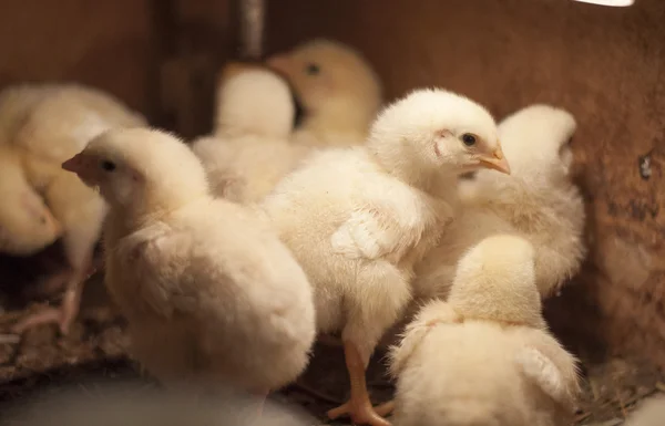 Poulets pour bébés — Photo