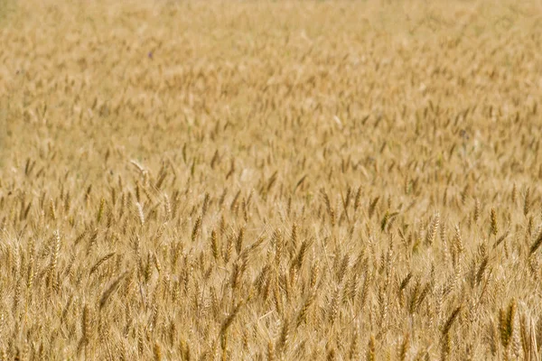 Campo de cultivos de trigo —  Fotos de Stock