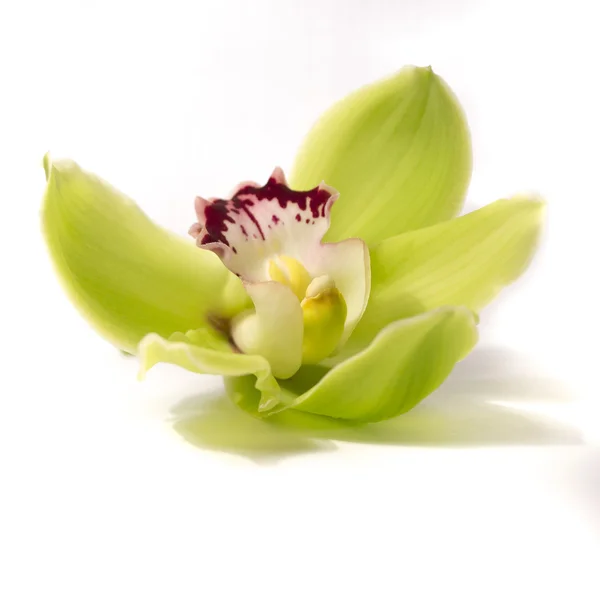 Orquídea verde Fotos de stock libres de derechos