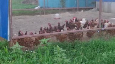 Çiftlik hayvanı kuşundaki tavuklar 