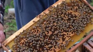 Arılar bal peteğinde altın arılar 