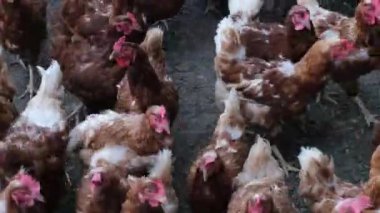 Çiftlik hayvanı kuşundaki tavuklar 