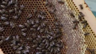 Arılar bal peteğinde altın arılar 