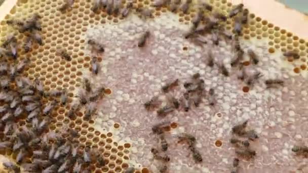 Pszczoły w plastrze miodu pszczoła złota Wideo Stockowe bez tantiem