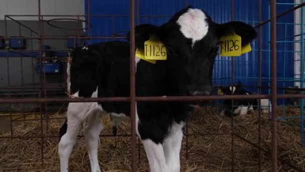 Krowa w stodole przycinanie kopyt Klip Wideo