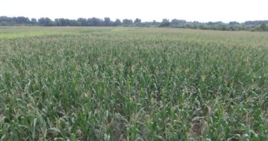  Çiftlikteki mısır tarlaları