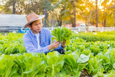 Erkek çiftçi akşamları Romaine sebzeleri topluyor.